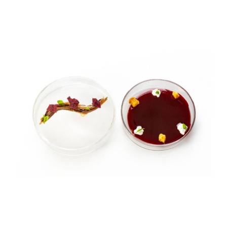 Piattino Petri con coperchio 100% Chef in vetro cl 7