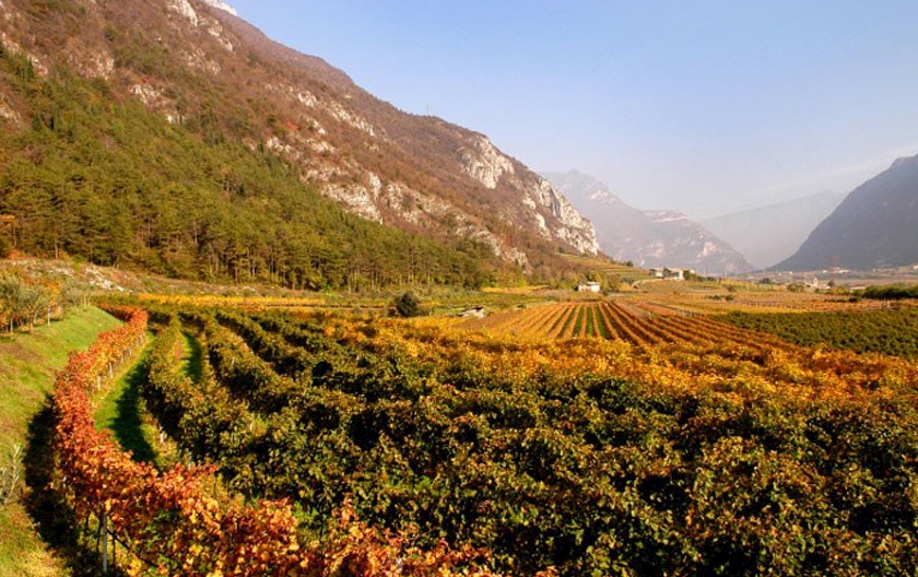 LETRARI: a long history of tradition and innovation